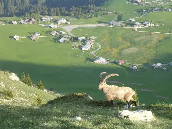 Monte Escalier 74 Monte escalier Brizon